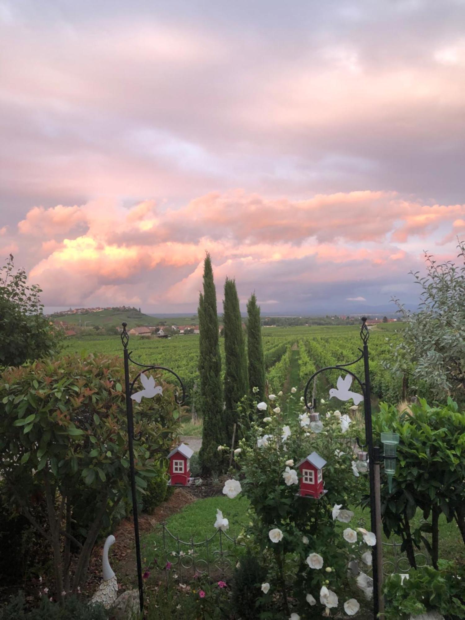 Gite Riquewihr "C'Est Beau La Vie Alsace" מראה חיצוני תמונה