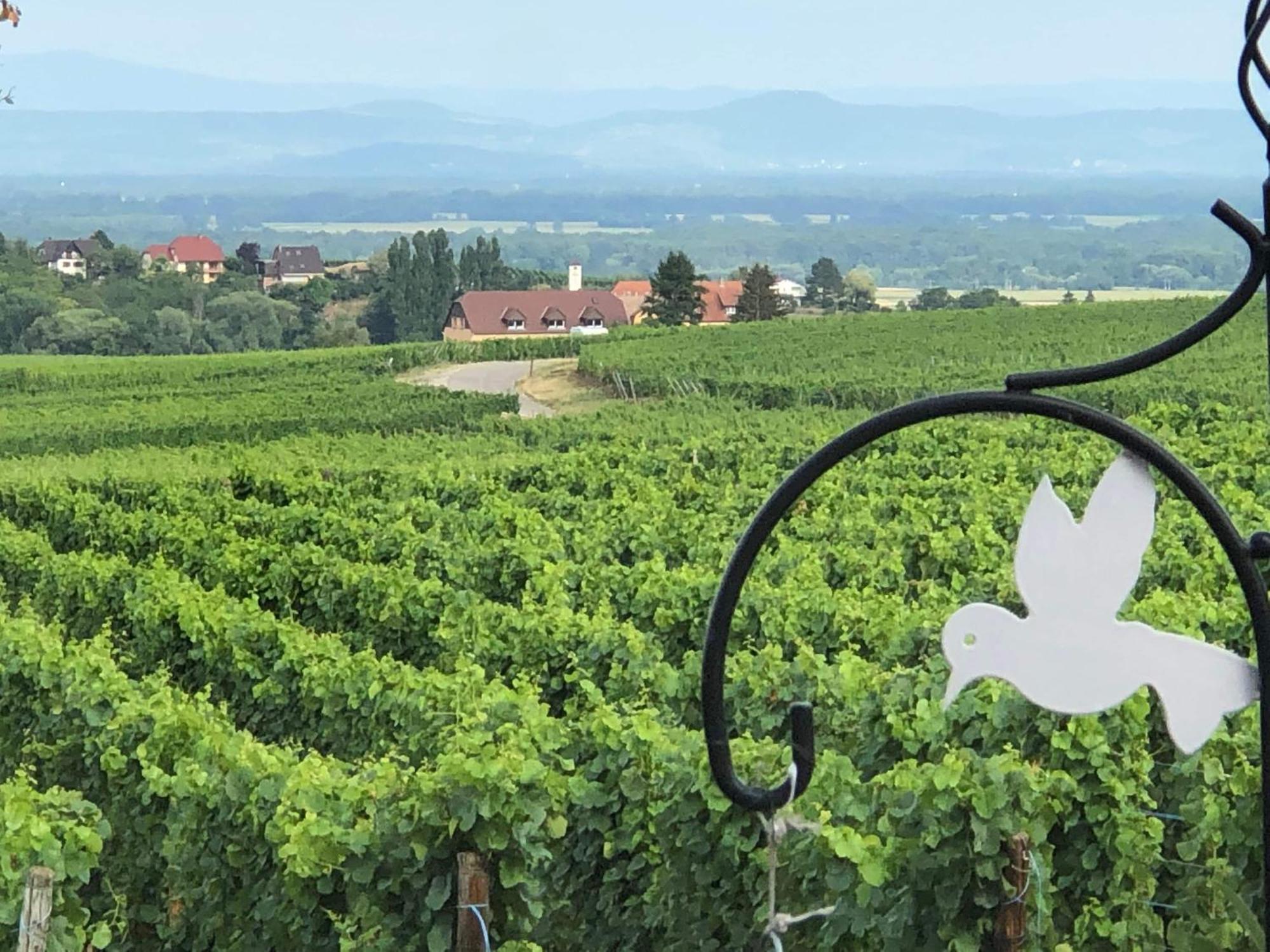 Gite Riquewihr "C'Est Beau La Vie Alsace" מראה חיצוני תמונה